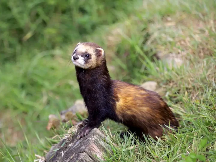 European Polecat (Common Polecat, Furet (when domesticated)) (Mustela putorius putorius)