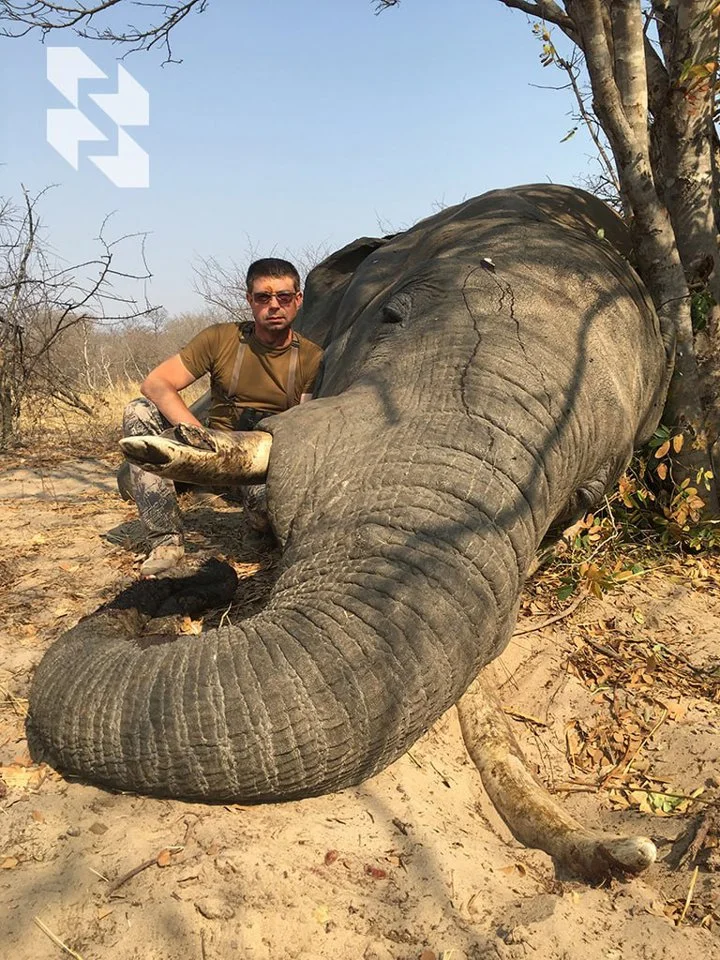 Good news for elephant hunting enthusiasts 🐘
