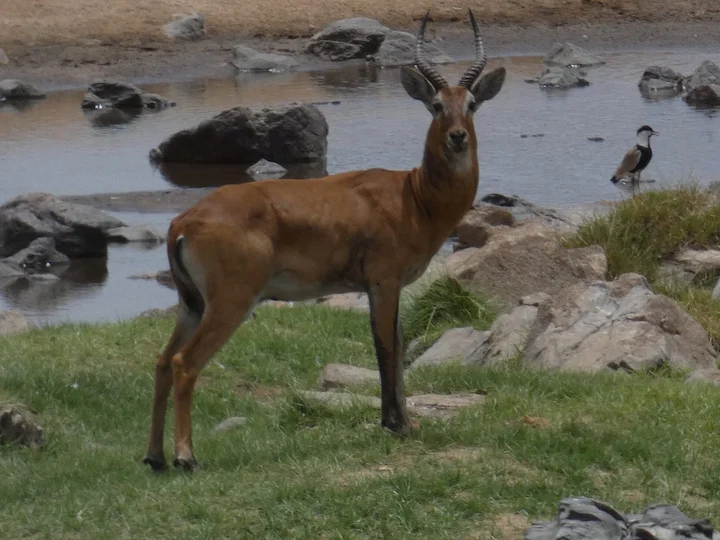 Kob dell'Uganda