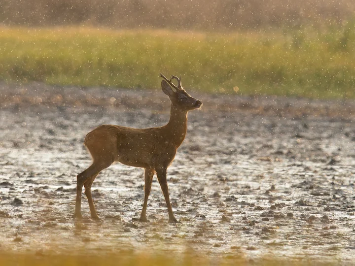 Reh (Europäisches Reh) (Capreolus capreolus capreolus)