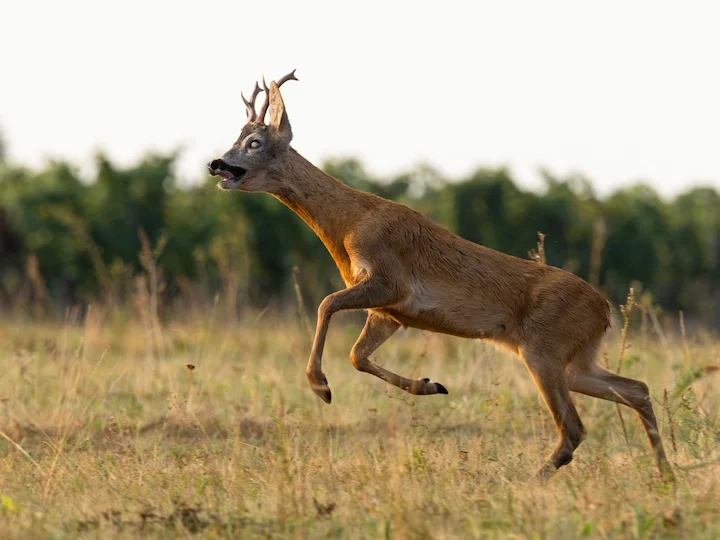 Reh (Europäisches Reh) (Capreolus capreolus capreolus)