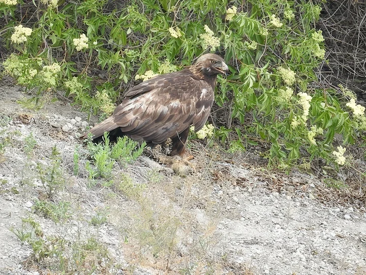 Aquila reale (Aquila chrysaetos)
