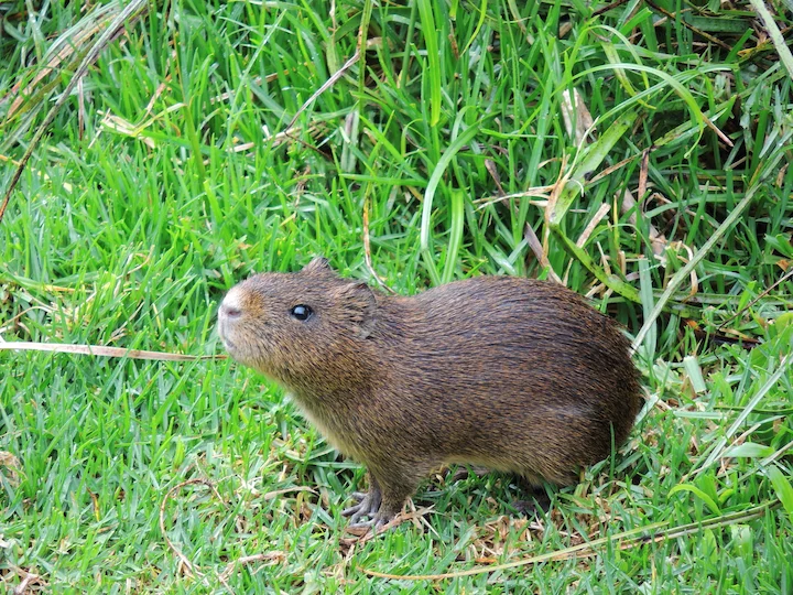 Conejillo de Indias brillante (Cavia fulgida)