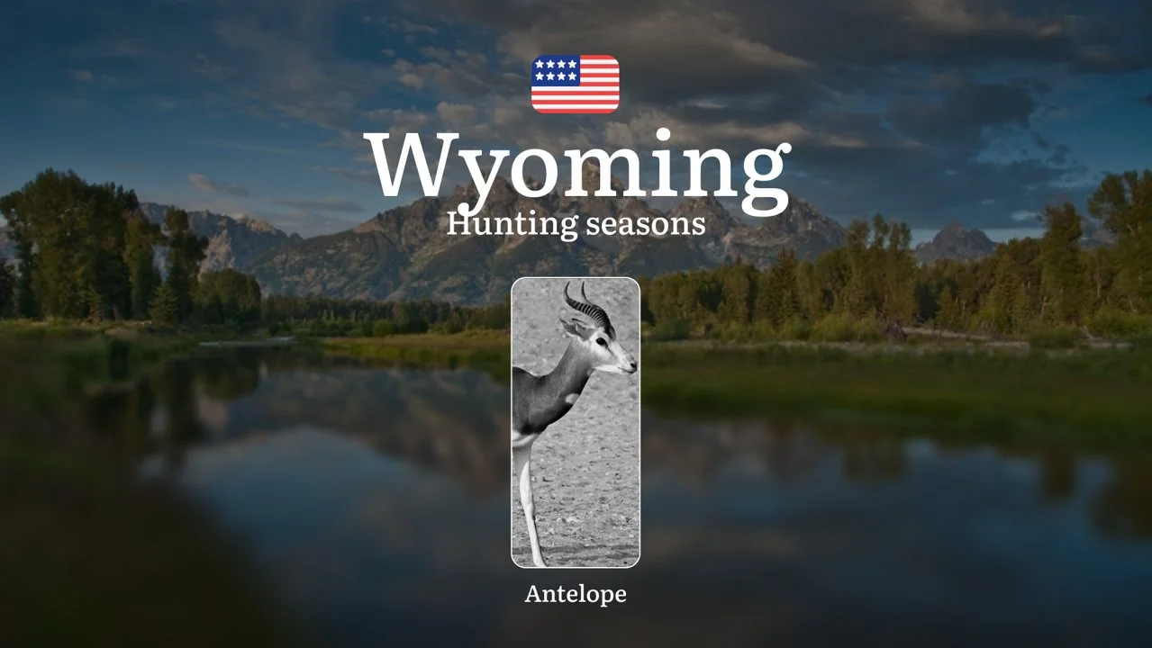 Wyoming for Antelope: Hunting Periods, Opening and Closing Dates, Licenses, Rules, and Restrictions and Bans for Violating Hunting
Hunting antelope (Antilocapra american