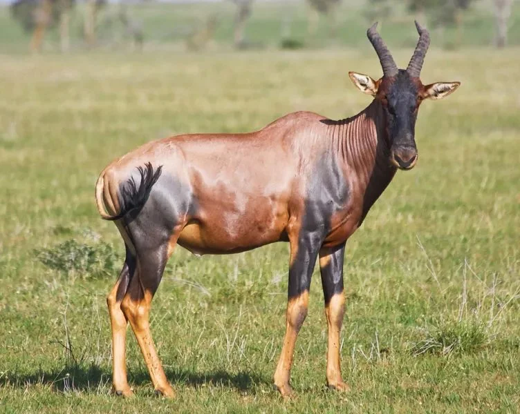 Տոպի (Լունատ տոպի) (Damaliscus lunatus), 1 of 2