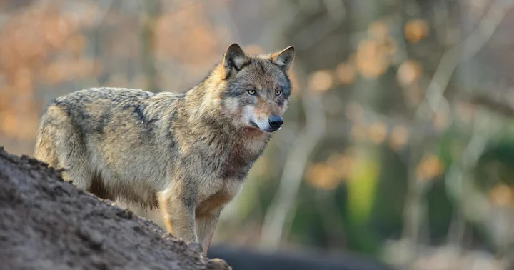 Der Deutsche Bundestag hat mit großer Mehrheit für die Aufnahme des Wolfs ins Bundesjagdgesetz gesti