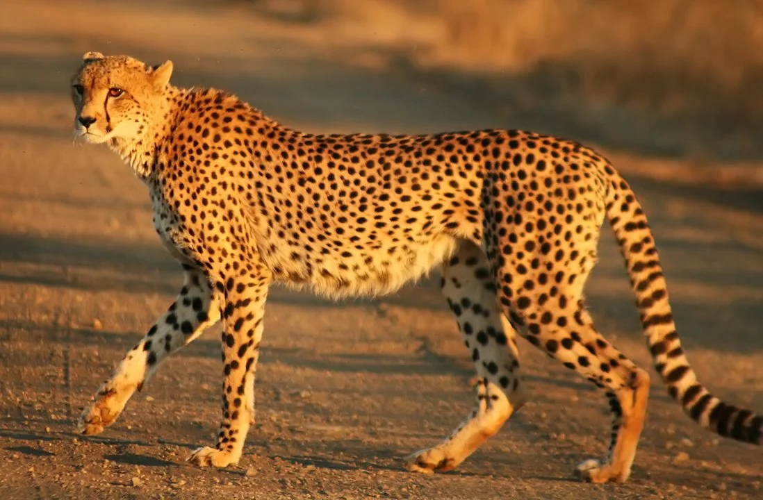 Gepard (verouderd. "jag luiperd"; ander-russies. pardus lat. Acinonyx jubatus) is'n roofsoogdier van die katfamilie, wat in die meeste lande Van Afrika sowel as in die Mi