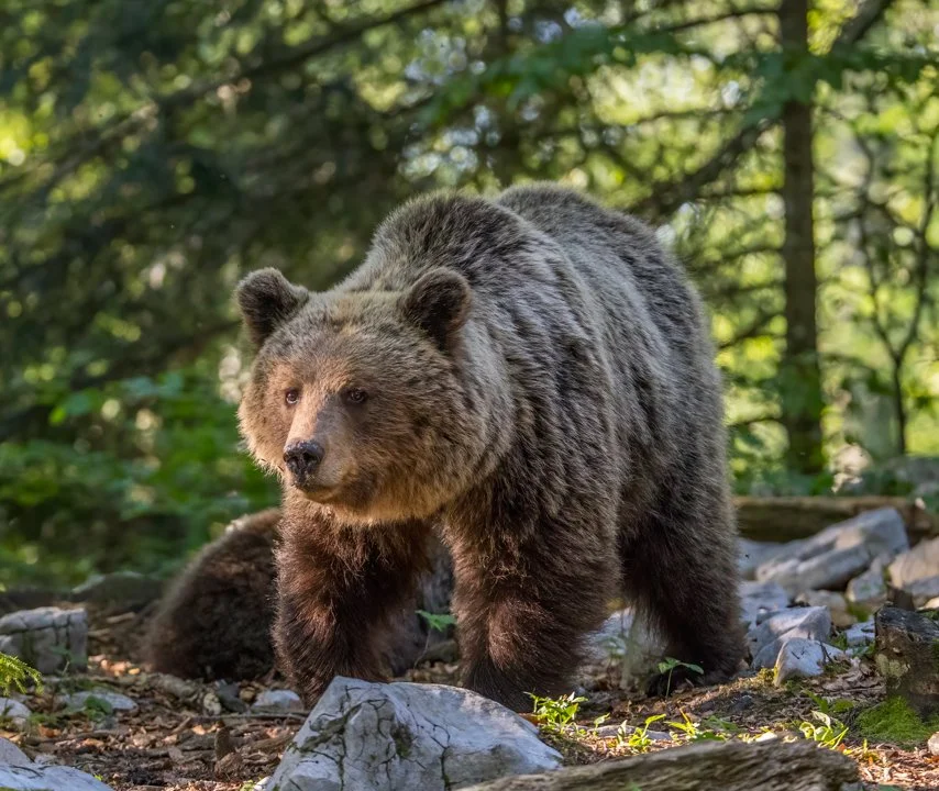 Bear Attack Triggers Emergency Response in Northern Norway