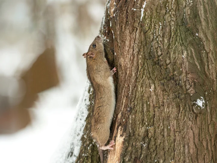 Rotte (Noorse rot) (Rattus norvegicus), 2 of 3