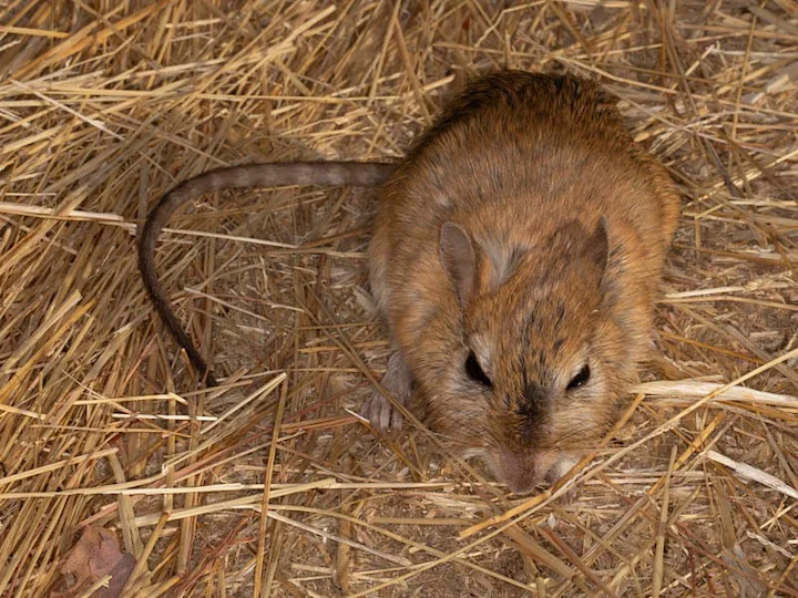 Bushveld Gerbil (Robust Gerbil) (Tatera robusta)