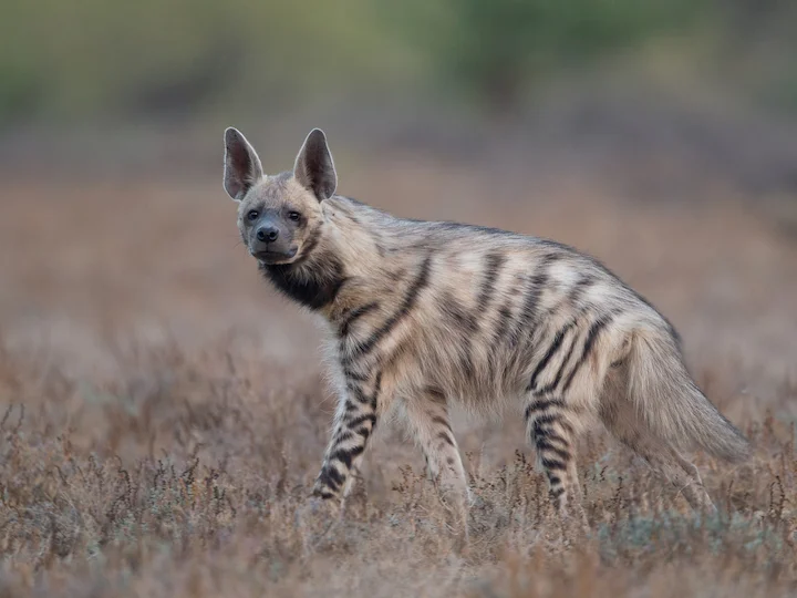 Hyena pruhovaná