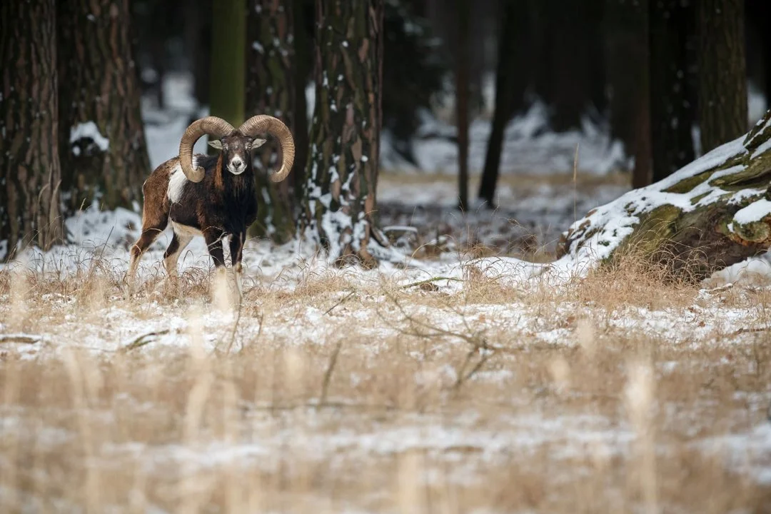Die Jagd im Raum Schwaz: Landschaft, Struktur, Wildtierbestände, Jagdmethoden, Zeiträume, Vorschriften, Gruppen, Bräuche, Aspekte       

Landschaftliche Gegebenheiten in
