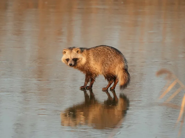 Marderhund (Waschbärhund) (Nyctereutes procyonoides)