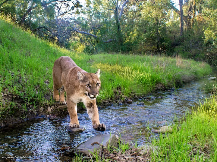 Puma (Cougar, Mountain Lion, Panther) (Puma concolor)