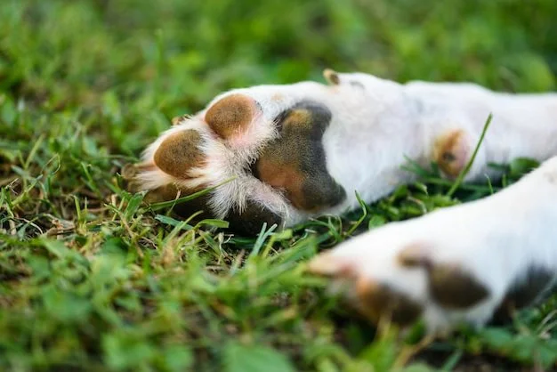 Vendée: un sanglier de 134 kg cause la mort de deux chiens de chasse lors d'une battue à Maillé