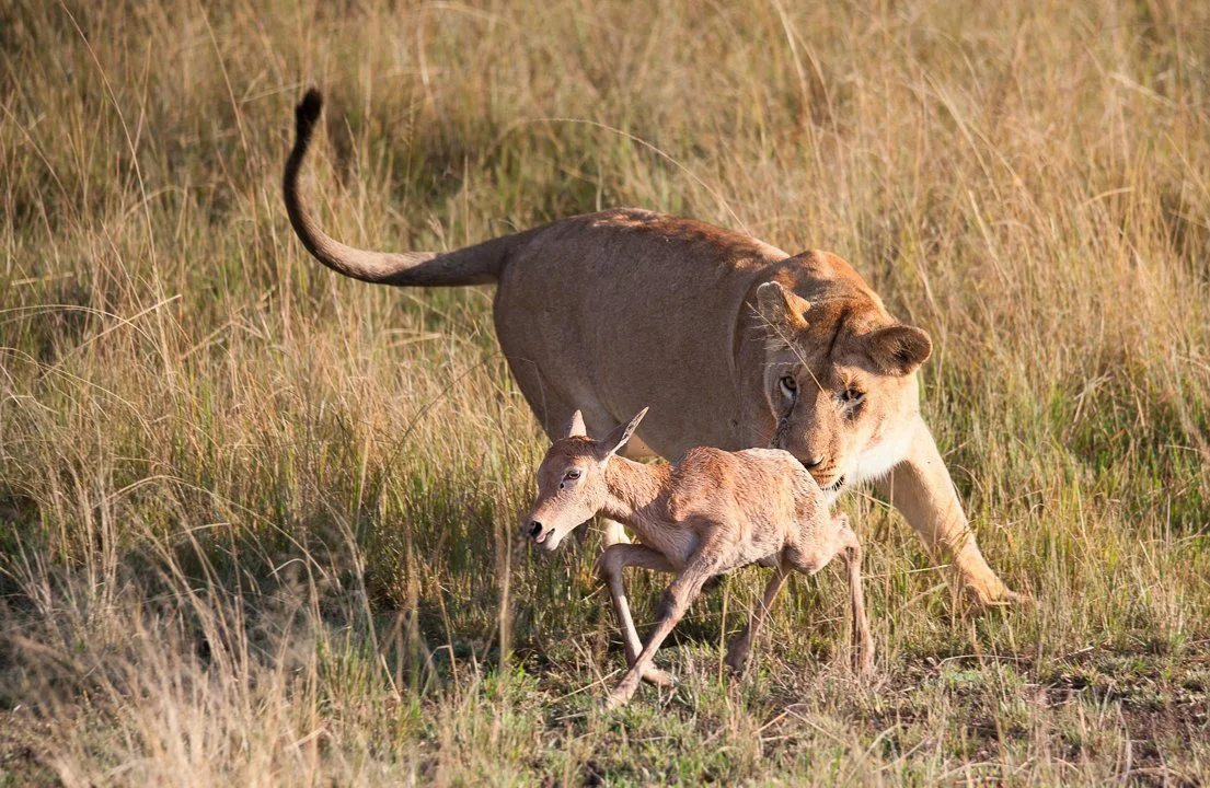 Big Game Hunting in Amuria & Budaka, Uganda: Trophy Species, Local hunting communities, Safari Planning Tips Big Game Hunting in Amuria & Budaka, Uganda: Trophy Species, Local hunting communities, Safari Planning Tips