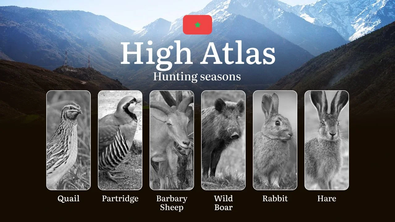 Hunting Periods and Permits in High Atlas: A Detailed Look at Game Movement Throughout the Year, Seasonal Limits, and Licensing Requirements and Application Process 

The