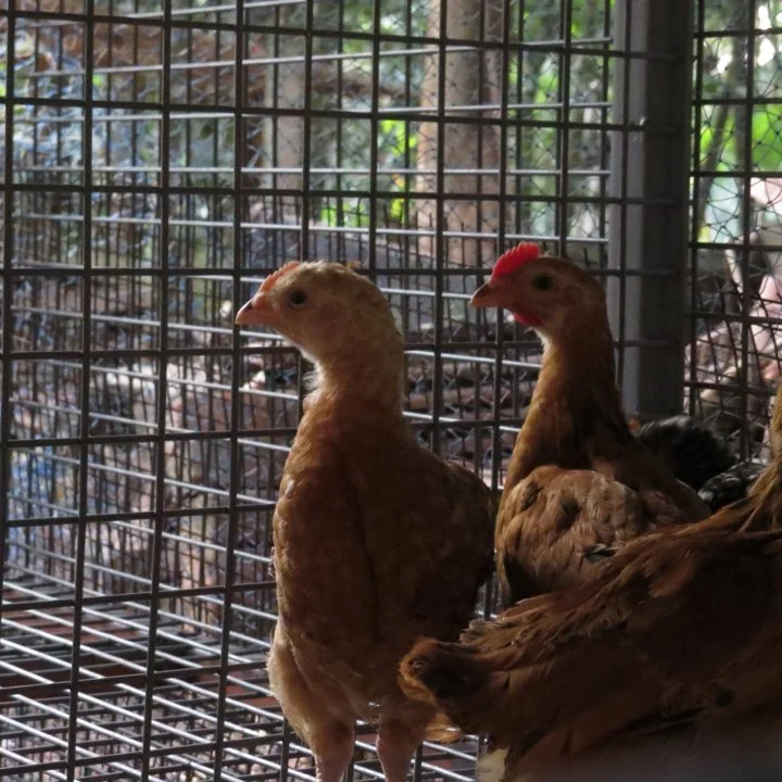 Ban on Hen Cages and Pig Farrowing Crates: UK Government Unveils Sweeping Animal Welfare Reforms