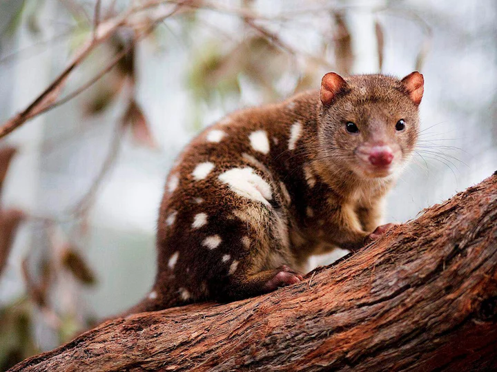 Bronzas kvols (Dasyurus spartacus)