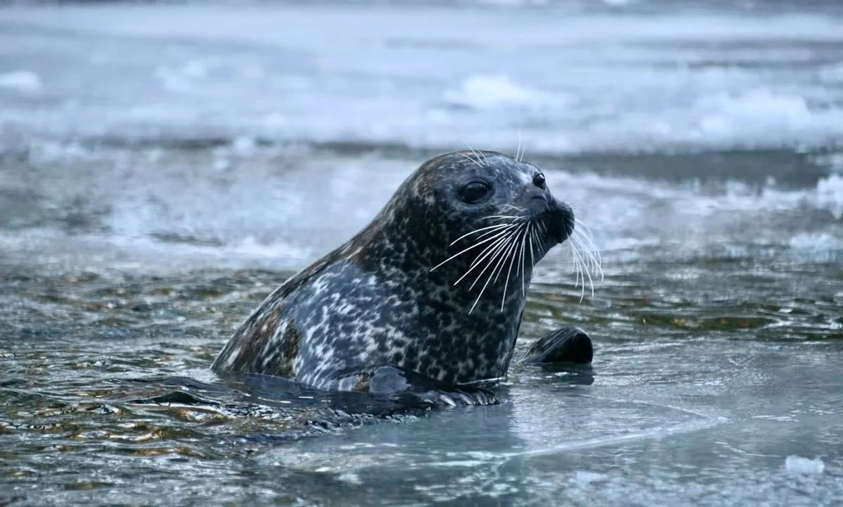 Sweden Announces New Licensed and Protective Seal Hunting Regulations for 2026–2027