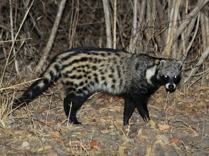 Civeta africká