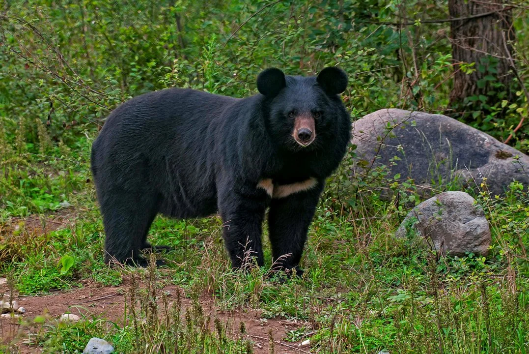 Photo of Tibettaanse beer (Ursus thibetanus)