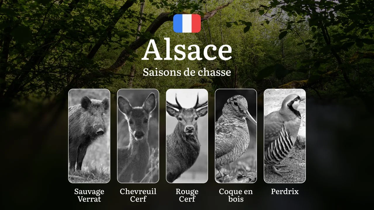 Saisons de Chasse en ALSACE: Calendrier Officiel, Réglementations Locales et Meilleures Périodes de Chasse

L'Alsace, avec ses paysages variés alliant plaines fertiles, f