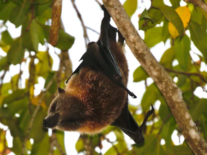Pacific Flying Fox (Tongan Flying Fox, Insular Flying Fox) (Pteropus tonganus)