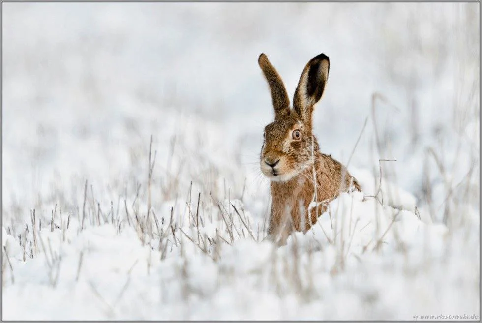 Swedish Hunting Association Stands Firm: 150,000 Members Strong, Defending Sustainable Hunting & Wildlife Management