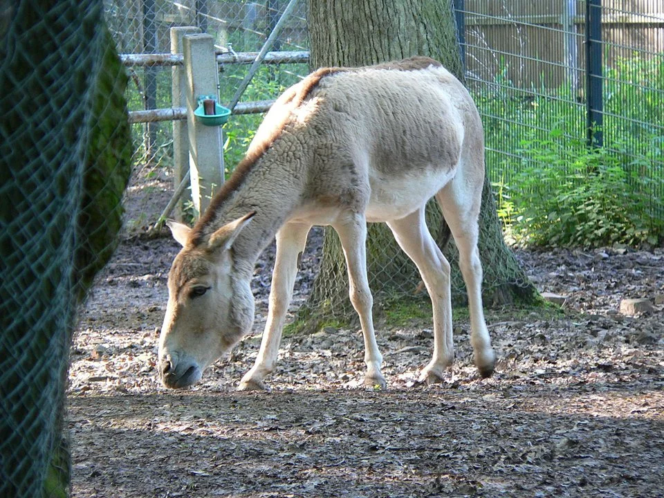 Кулан

Кула́н[1], джигетай (лат. Equus hemionus) — вид из семейства лошадиных. Внешне очень напоминает осла, но имеет немало общих признаков с лошадью, из-за чего кулана 
