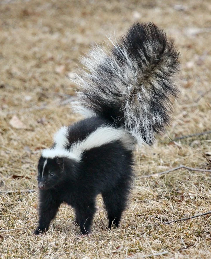 Stinkdier (Stinkdas)