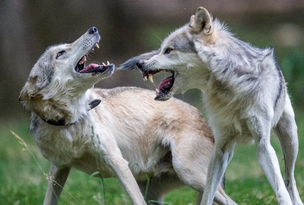 Austrian regions allow controversial wolf hunting
Vienna (AFP) – Several regions of Austria have allowed the controversial killing of wolves after reporting an increase