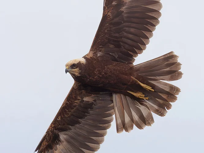 Albanella reale (Circus aeruginosus)