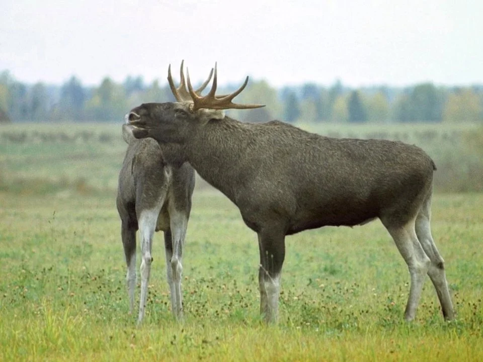 Kas teadsite, et losside kohta on palju huvitavaid fakte? Siin on mõned teadmised, mis võivad teile huvi pakkuda:

Losi (Cervus elaphus) on üks Eesti suurimaid metskitsel