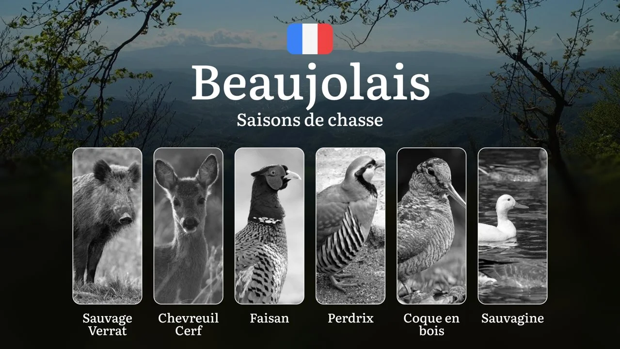 Saisons de Chasse en BEAUJOLAIS: Dates Clés, Règles Générales,  Zones Protégées et Conseils Pratiques

Dates Clés et Principes Fondamentaux de la Chasse en Beaujolais

Le