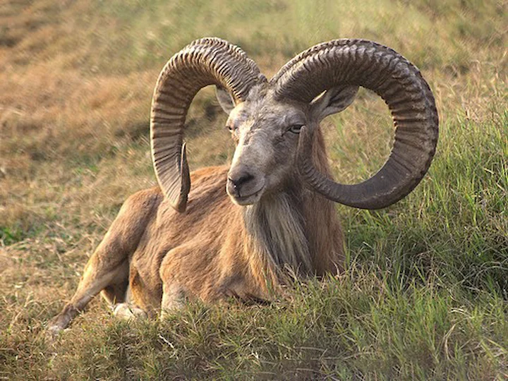 Arkalse skaap (Mouflon) (Ovis orientalis arkal), 2 of 3