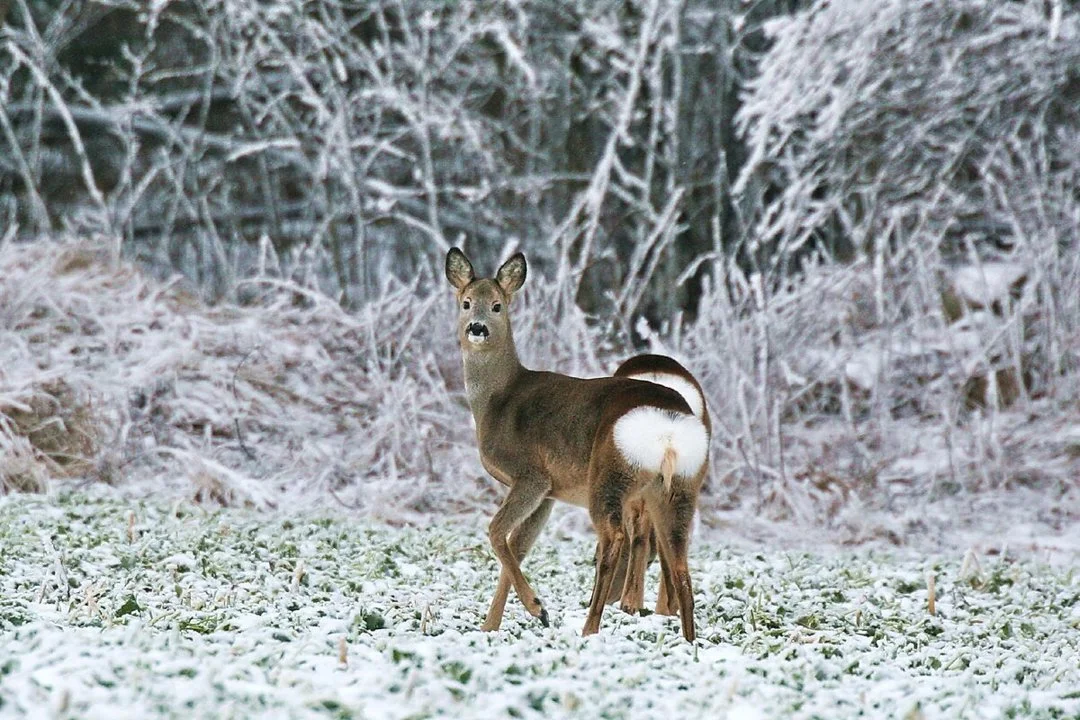 Illegal Hunting Shock in Sweden: Four Men Face Trial for Deer Poaching in Lund – Could Get 4 Years in Prison