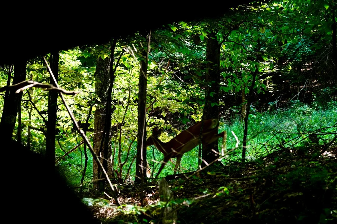 West Virginia Public Hunting: Demographics, Associations and Clubs, Laws and Hunting Seasons