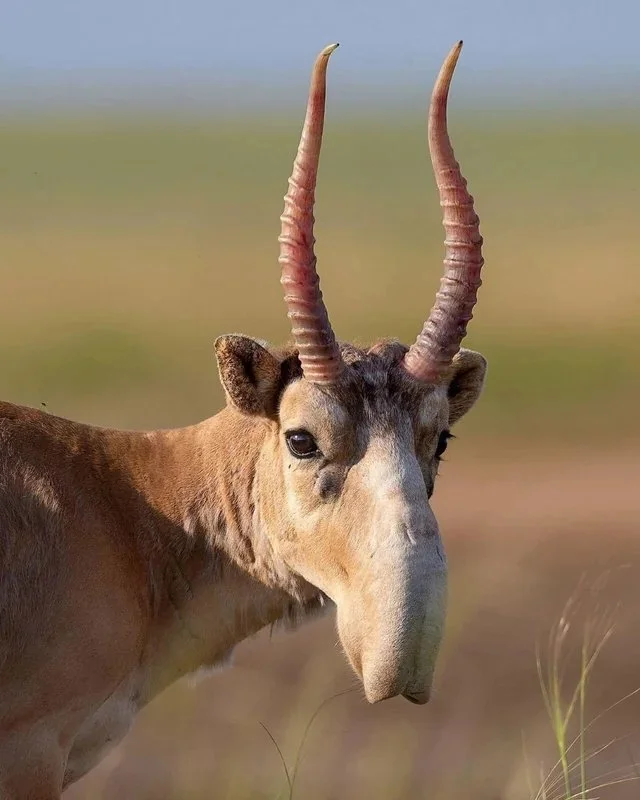 Saiga (Steppeantilope)