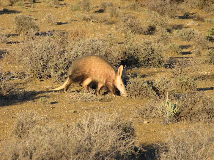 Erdferkel (Ameisenbär) (Orycteropus afer)