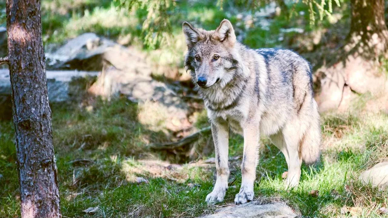 Long‑Distance Wolf From Central Sweden Found Dead After Collision in Skåne