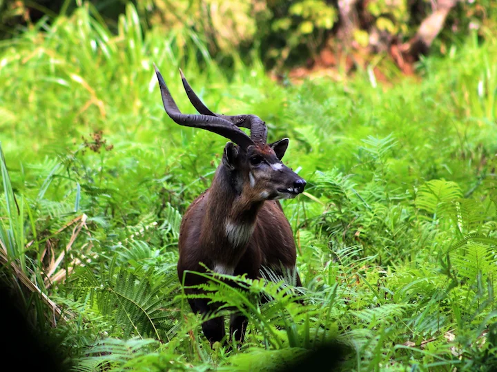 Sitatoebok (Witbuiksitatoebok)