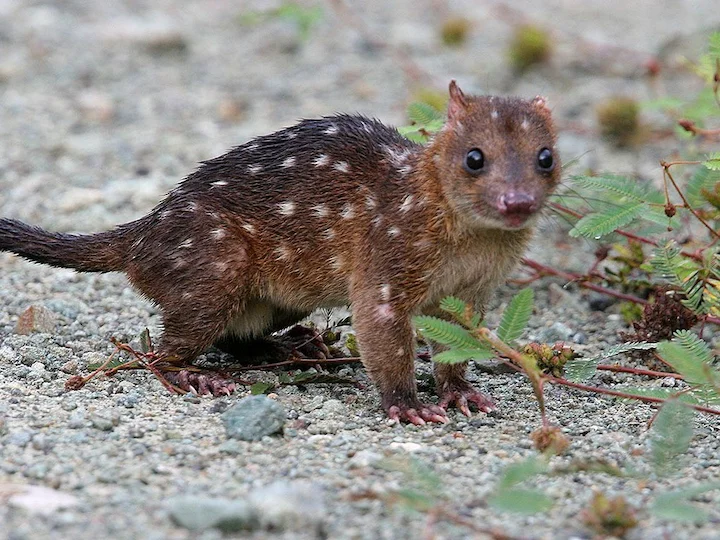 Jaunzēlandes kvols (Dasyurus albopunctatus)