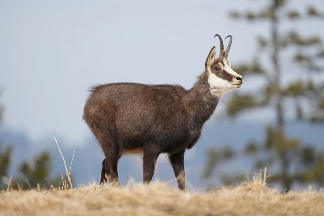 Balkan gemsbok (Balkan steenbok) (Rupicapra rupicapra balcanica), 2 of 3