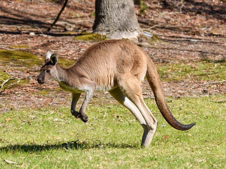 Чернолик кенгуру (Западен сив кенгуру) (Macropus fuliginosus melanops)