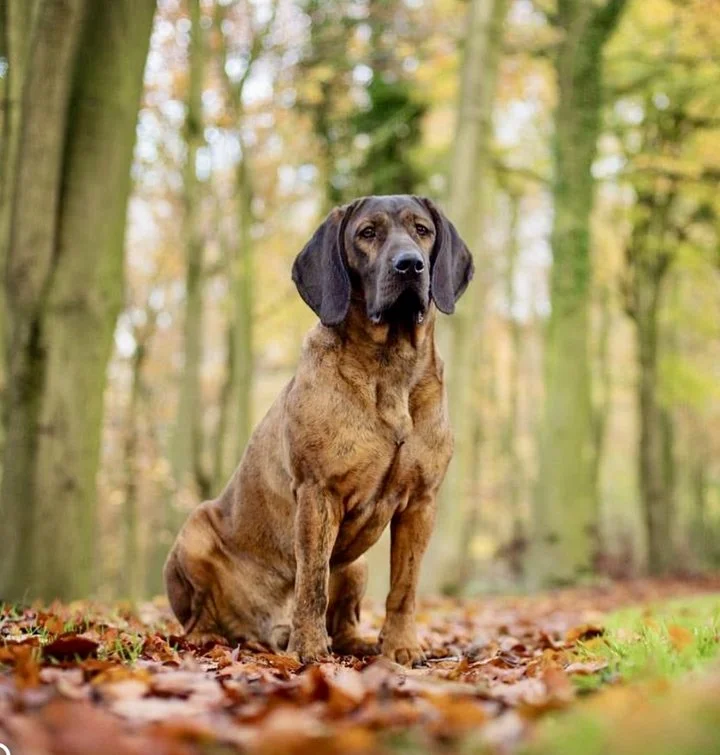 The Hanoverian Scenthound: A Tracker's Reliable Partner