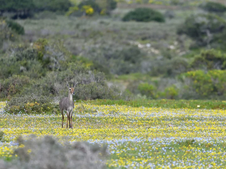 Rhebok grigio