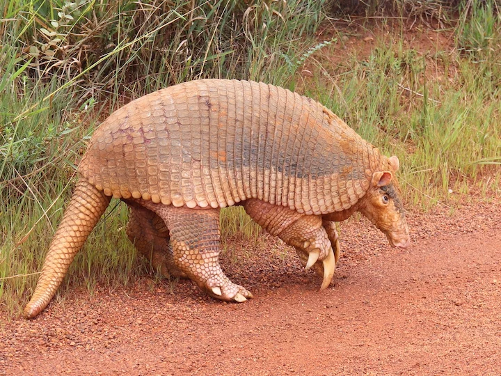 Reusetandklipper (Reuse tandklipper) (Priodontes maximus), 2 of 3