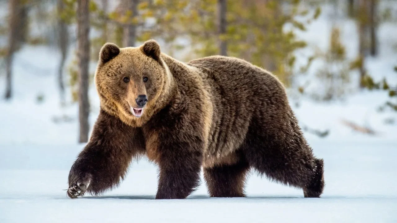 Conclusa la prima fase di monitoraggio genetico dell'orso bruno marsicano

 Si è conclusa con successo la prima e fondamentale fase di monitoraggio genetico dell'orso bru