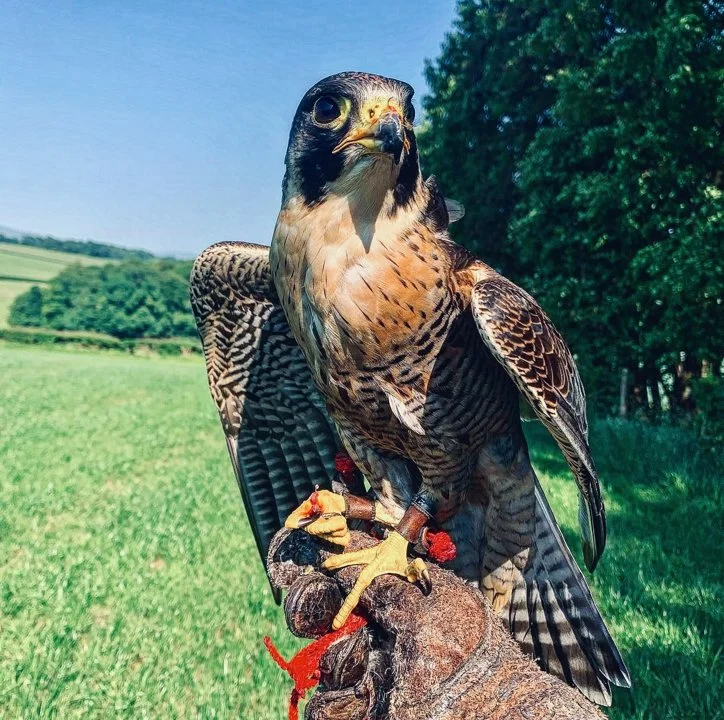 How to Become a Falconer: A Complete Guide to Mastering the Ancient Art of Falconry